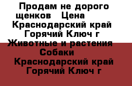 Продам не дорого щенков › Цена ­ 500 - Краснодарский край, Горячий Ключ г. Животные и растения » Собаки   . Краснодарский край,Горячий Ключ г.